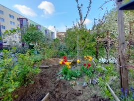 Ein blühender Garten mit Tulpen, Obststräuchern und Gemüsebeeten